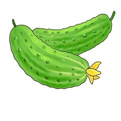 drawing green cucumbers, vegetable isolated at white background, hand drawn illustration