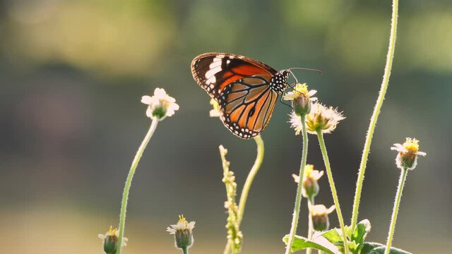4K footage ; Closeup of orange butterfly feeding on pasture flowers in meadow(Common tiger butterfly). After eating the nectar and he flying away.