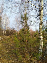 Fototapeta premium trees in the forest