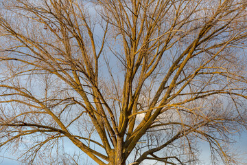 Poplar without leaves in autumn with the sky in the background at sunset.