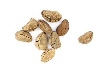 Brazil nuts or Bertholletia excelsa seeds isolated on white