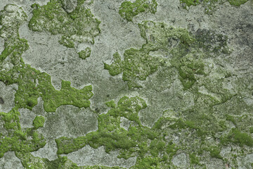Green moss on grunge texture background