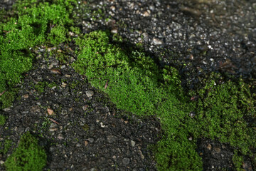 Fototapeta premium Green moss growing on wall background