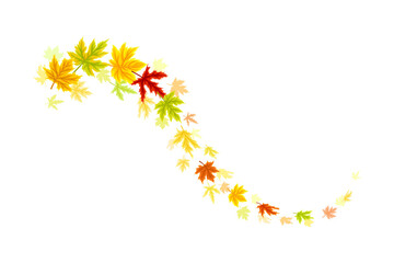 Maple Palmate Leaves of Bright Autumn Colour Arranged in Decorative Swirling Line Vector Illustration