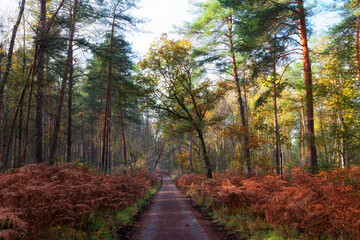 Forest road in autumn season. Fontainebleau forest