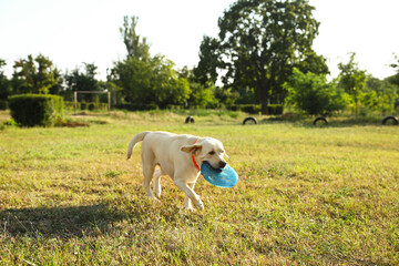 Cute Labrador dog catching frisbee disc in park