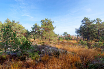Fototapeta na wymiar Peatland in the Couleuvreux Biological nature reserve. Fontainebleau forest