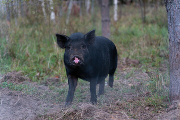 pig in nature