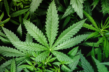 Cannabis Laef