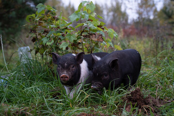 Naklejka premium pig in the grass