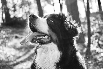 black white bernese mountain dog