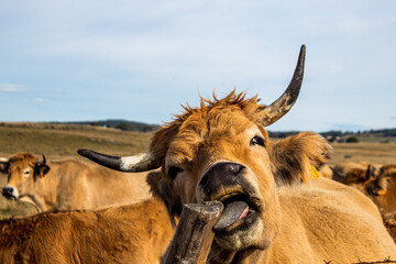 Portrait d'une vache de l'Aubrac léchant un poteau