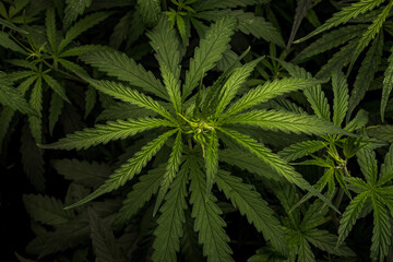 Fototapeta na wymiar Cannabis Laef