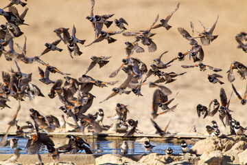 Cape Sparrow flock flying back and forth between trees and the waterhole in the Kalahari, South...