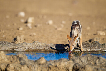 Black-backed Jackal takes a long drink at a waterhole in the Kalahari, South Africa