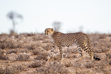 Fototapeta na wymiar Cheetah Male walking along the riverbed in the Kgalagadi Transfrontier Park, South Africa