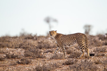 Fototapeta na wymiar Cheetah Male walking along the riverbed in the Kgalagadi Transfrontier Park, South Africa