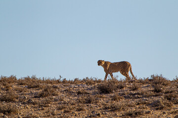 Cheetah Male walking along the riverbed in the Kgalagadi Transfrontier Park, South Africa