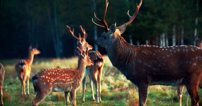 A herd of sika deer graze in the meadow in the wild. Wildlife footage, herd of deer. A handsome male deer at the head of the herd. Sika deer in the wild. High quality 4k footage