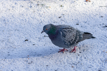 A lone pigeon walks through the snow in search of food