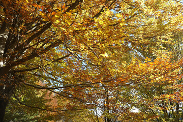 Beautiful tree with bright golden leaves in autumn