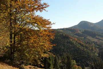 Fototapeta premium Picturesque view of beautiful mountain forest on sunny day in autumn