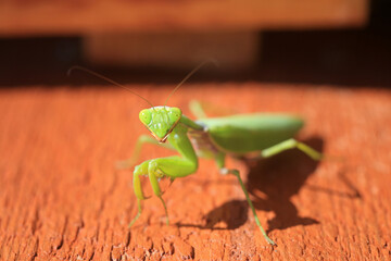 Insect green praying mantis close-up