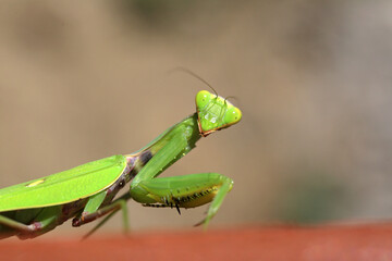 Insect green mantis close-up