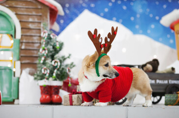 Cute corgi dog in festive reindeer costume with christmas gifts. Corgi puppy dressed in christmas...