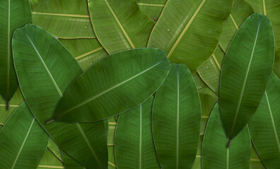Top view. Green banana leaves background. Overlaid all over the area. Tropical plants of Asia