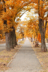 Naklejka premium Beautiful alley in city autumn park