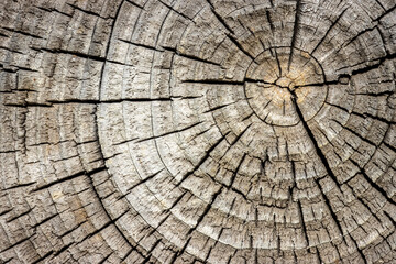 Fototapeta premium Vintage wood texture, abstract textured natural background for banner