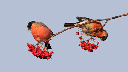 two red bullfinch birds are sitting on the branches of a rowan tree and eating juicy berries...