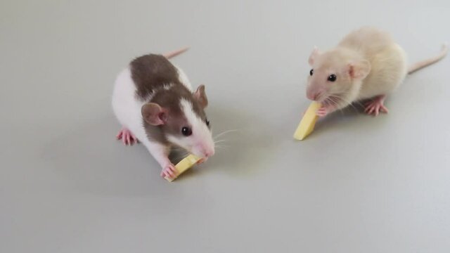 two tame rats eating cheese on a gray background