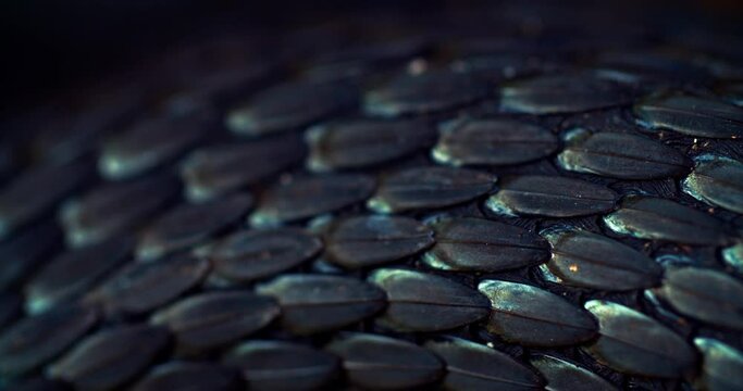 Snake skin. Close-up of snake skin scales. Dark snake skin texture. Viper, too, close-up. High quality 4k footage