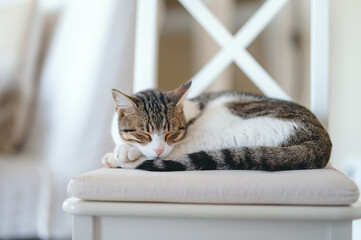 Sleeping cat