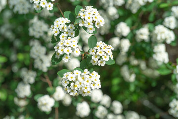White flowers of spirea close-up