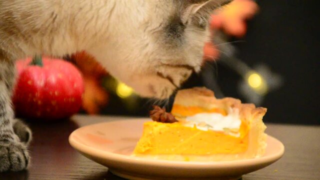 beautiful gray cat eats cake from the table during the holiday. A hungry domestic cat is sitting at a table at home.