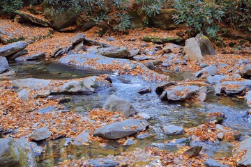 stream in the woods