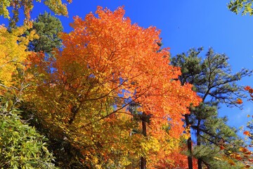 autumn leaves on a tree