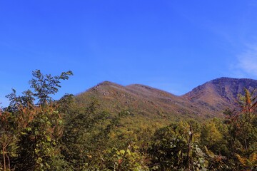 Fototapeta premium landscape with blue sky