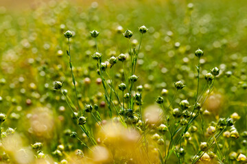 agricultural field with flax plants