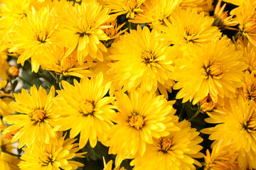 Beautiful Chrysanthemum flowers as background, closeup