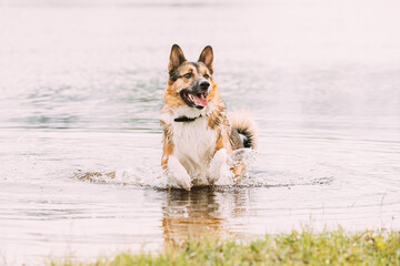Funny mixed breed Dog Play With Running Near River.