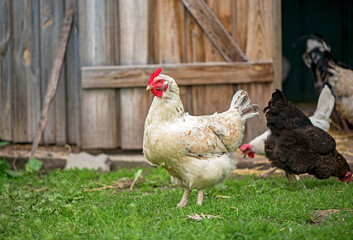 Hens feeding with corns in the hen house. Farm business with group of chicken. White hen in chicken coop. Chicken in hen house eating food