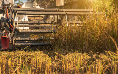 Agricultural rice field during harvest with industrial combine machine in working prosses.Harvester...