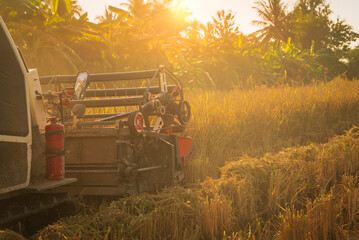 Agricultural rice field during harvest with industrial combine machine in working prosses.Harvester machine working in field. Combine harvester agriculture machine harvesting golden ripe rice field.