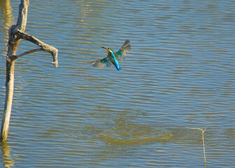 The common kingfisher flies quickly from the water to the dead tree branches. The Jiading Wetland are rich in grass and ecology. Kaohsiung City, Taiwan