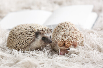 Cute hedgehogs on soft rug