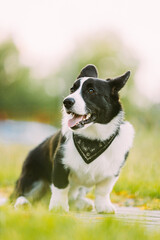 Funny Cardigan Welsh Corgi Dog Sitting Outdoor. Welsh Corgi Is A Small Type Of Herding Dog That Originated In Wales. Close Up Portrait